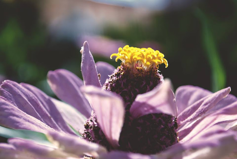 Fiore di melanzana  di A.v