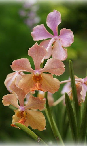 Orchids Live Wallpapers