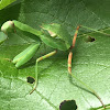 Asian Giant Mantis (nymph)