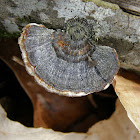 Turkey Tail