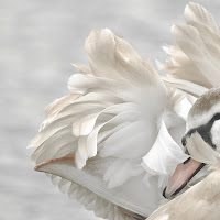 Portrait of a young swan di 