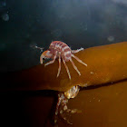 Amphipods