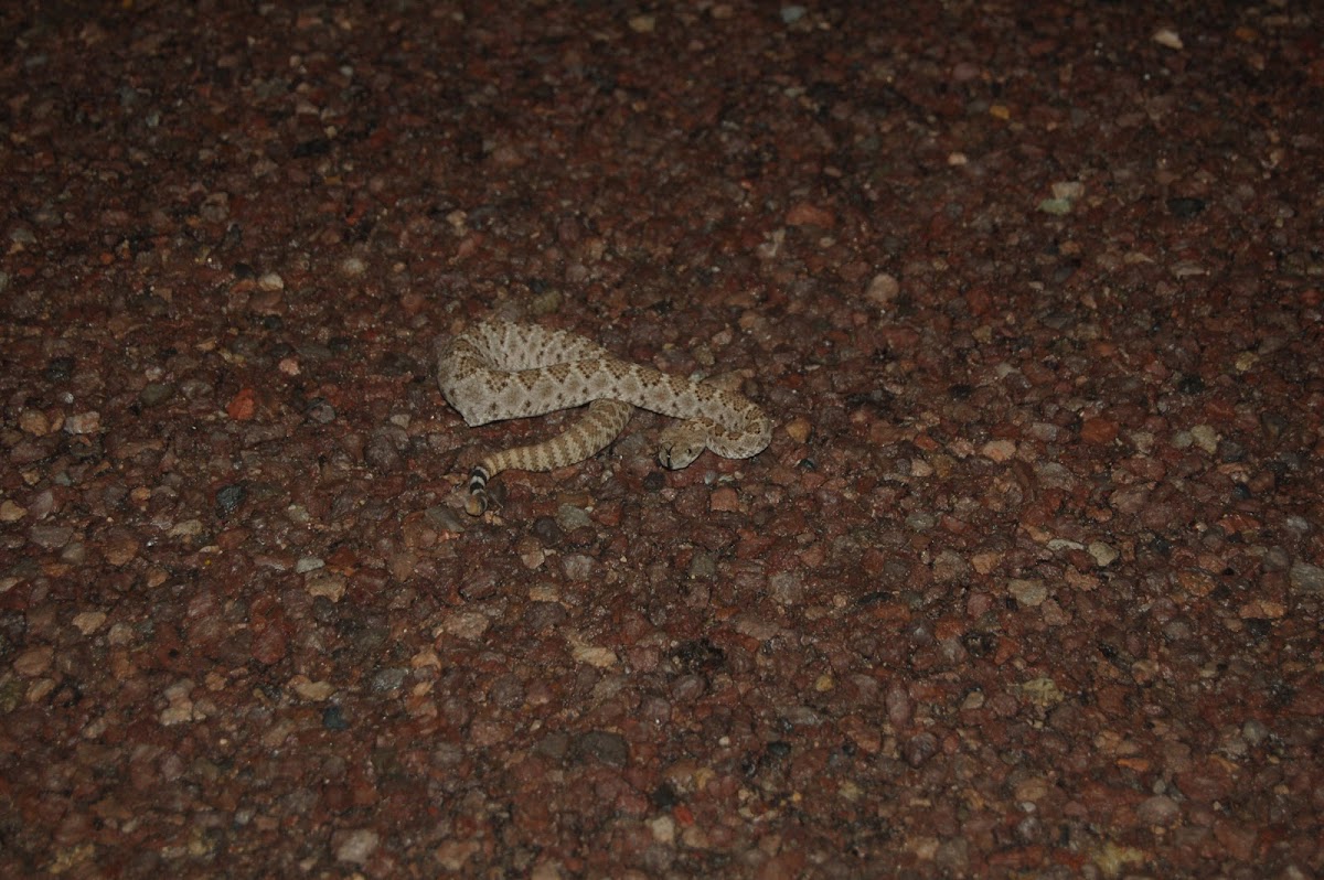 Western Diamondback Rattlesnake