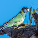 Australian Ringneck