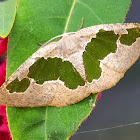 Geometrid Moth