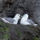 Fulmar