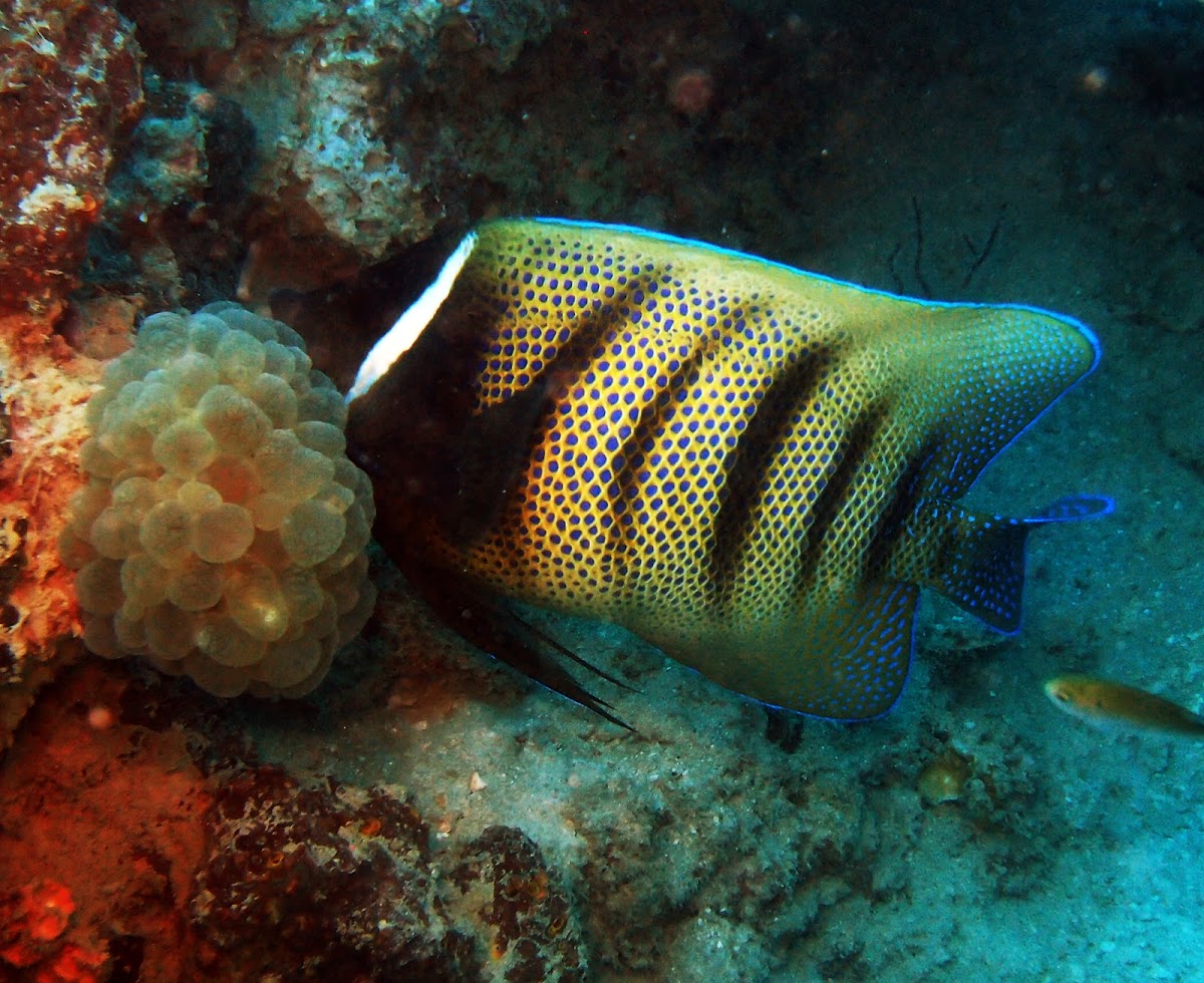 Sixbar Angelfish