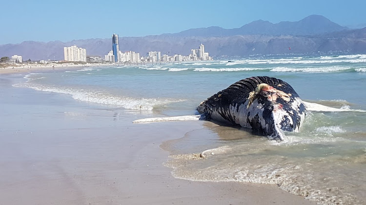 A whale carcass on Strand Beach in Cape Town, where a section of the beach was closed on Sunday after a sewage spill. File image