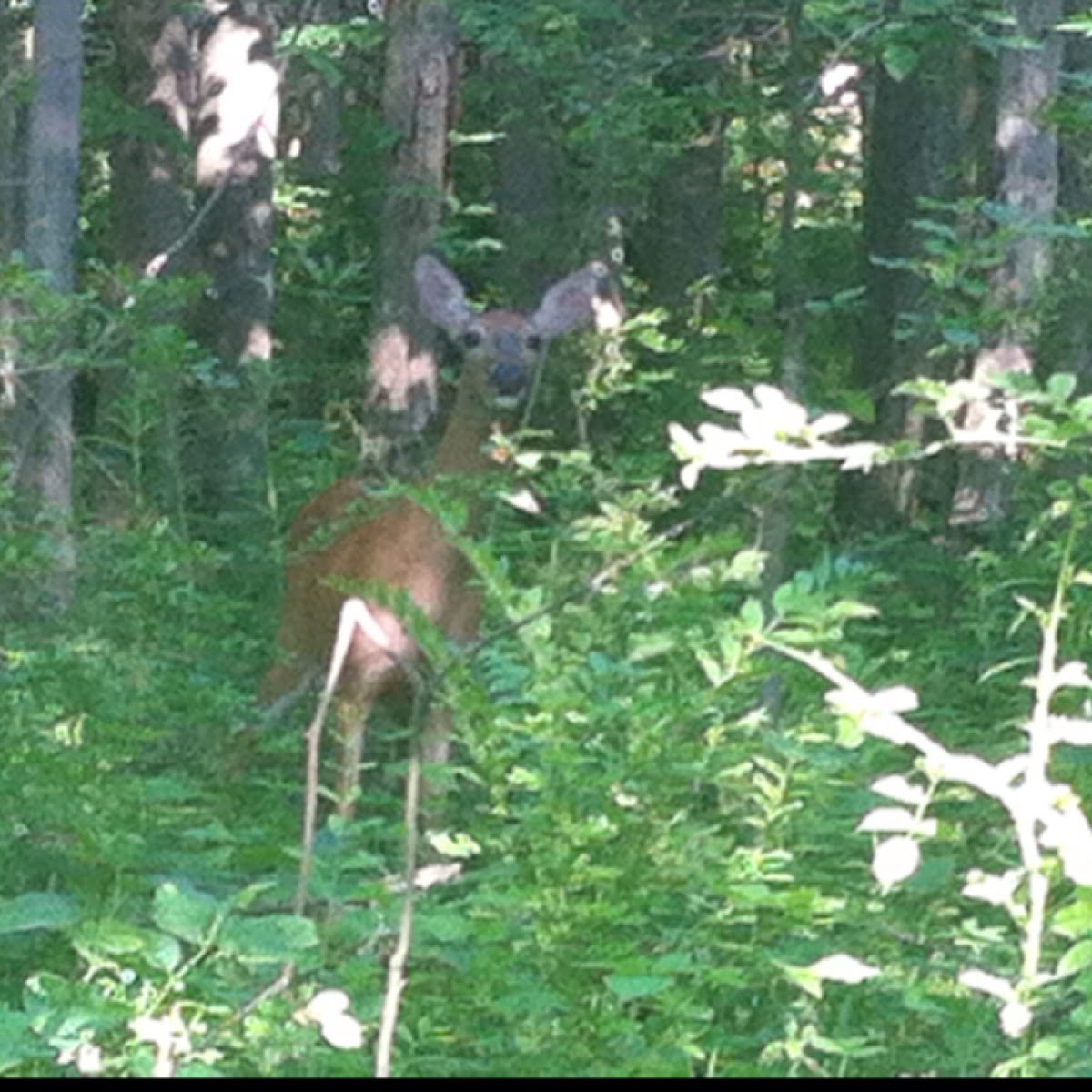 Whitetail deer