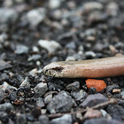 Slow Worm