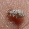 Lacewing Larva