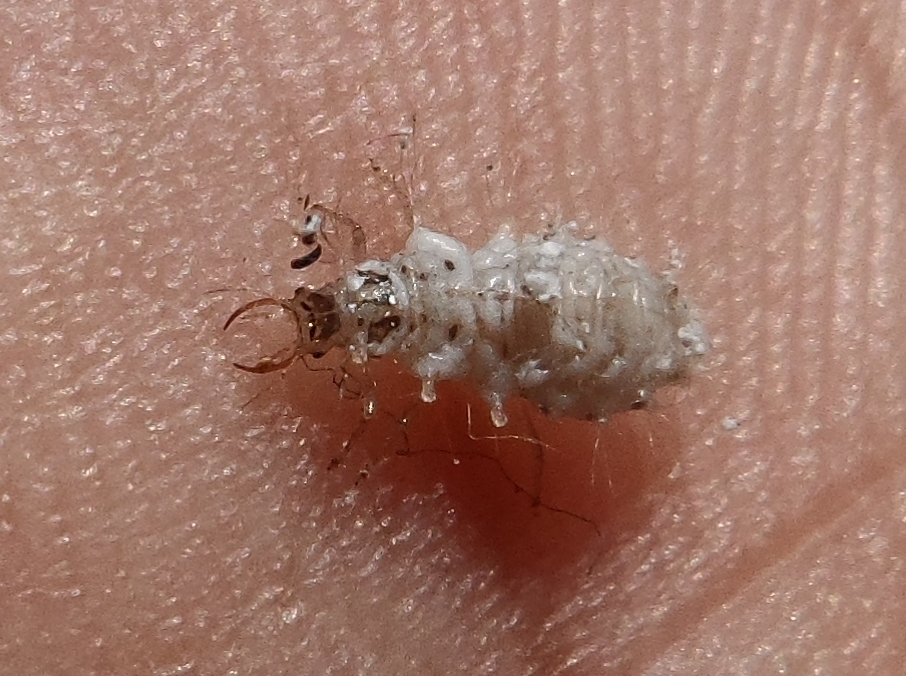 Lacewing Larva