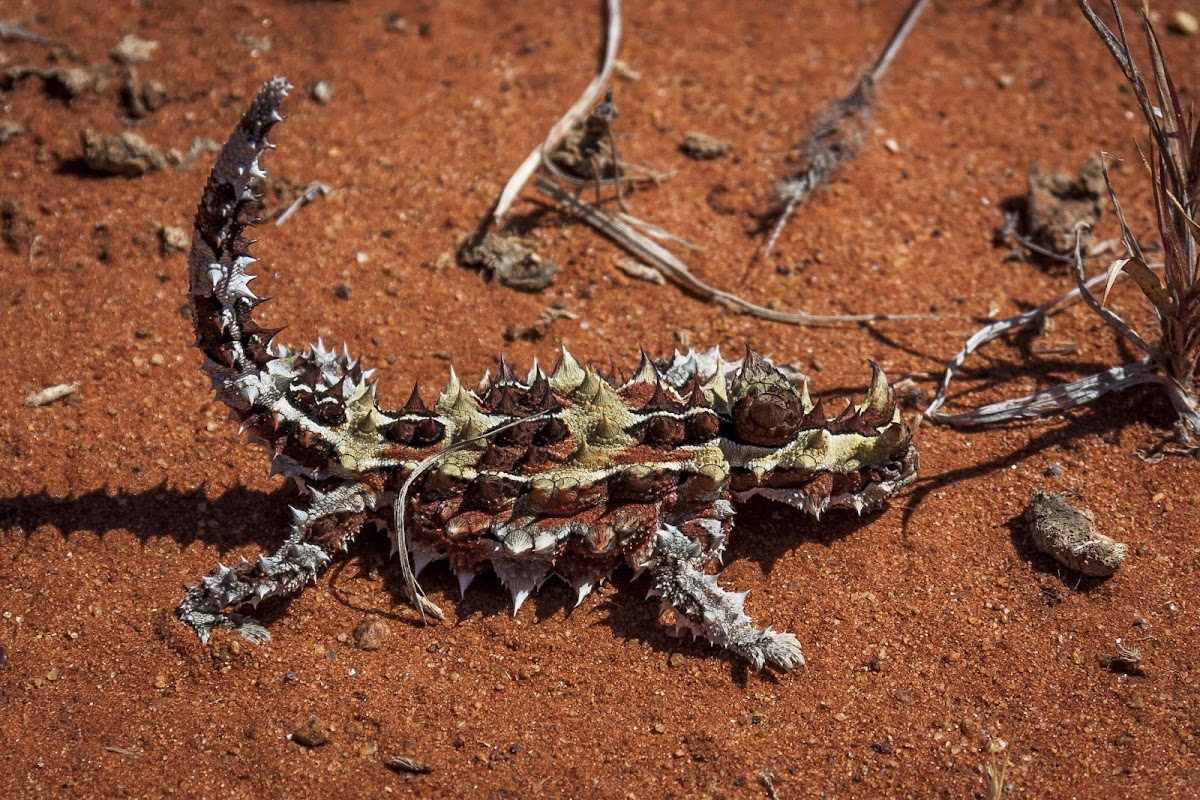 Thorny Devil