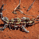 Thorny Devil