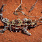 Thorny Devil