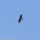 Buzzard; Ratonero Común