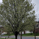 Bradford Pear