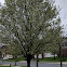 Bradford Pear