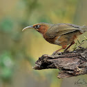 Rusty-cheeked Scimitar Babbler