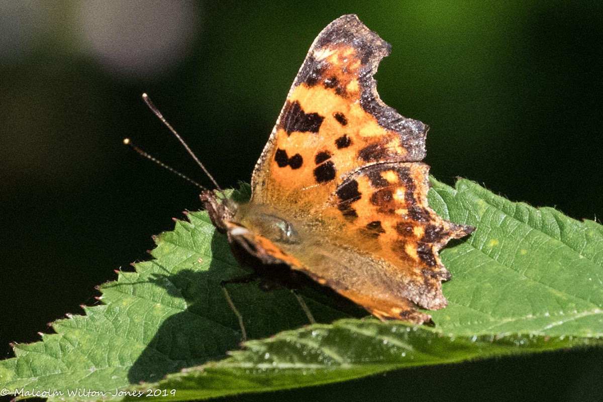 Comma