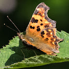 Comma