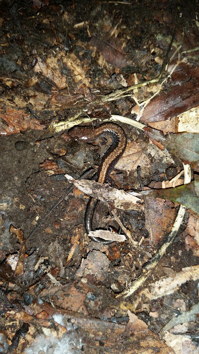 Eastern Redback Salamander