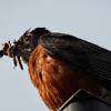 American Robin