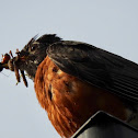 American Robin