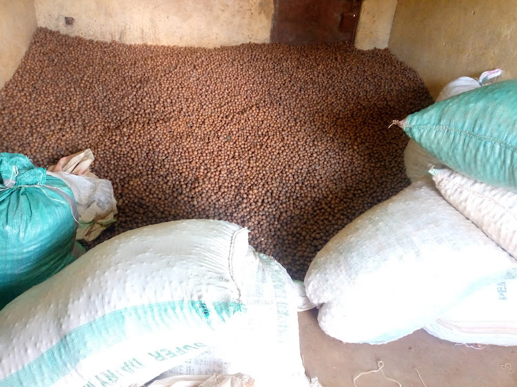 Macadamia nuts in one of the stores in Embu.