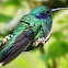 Lesser Violetear