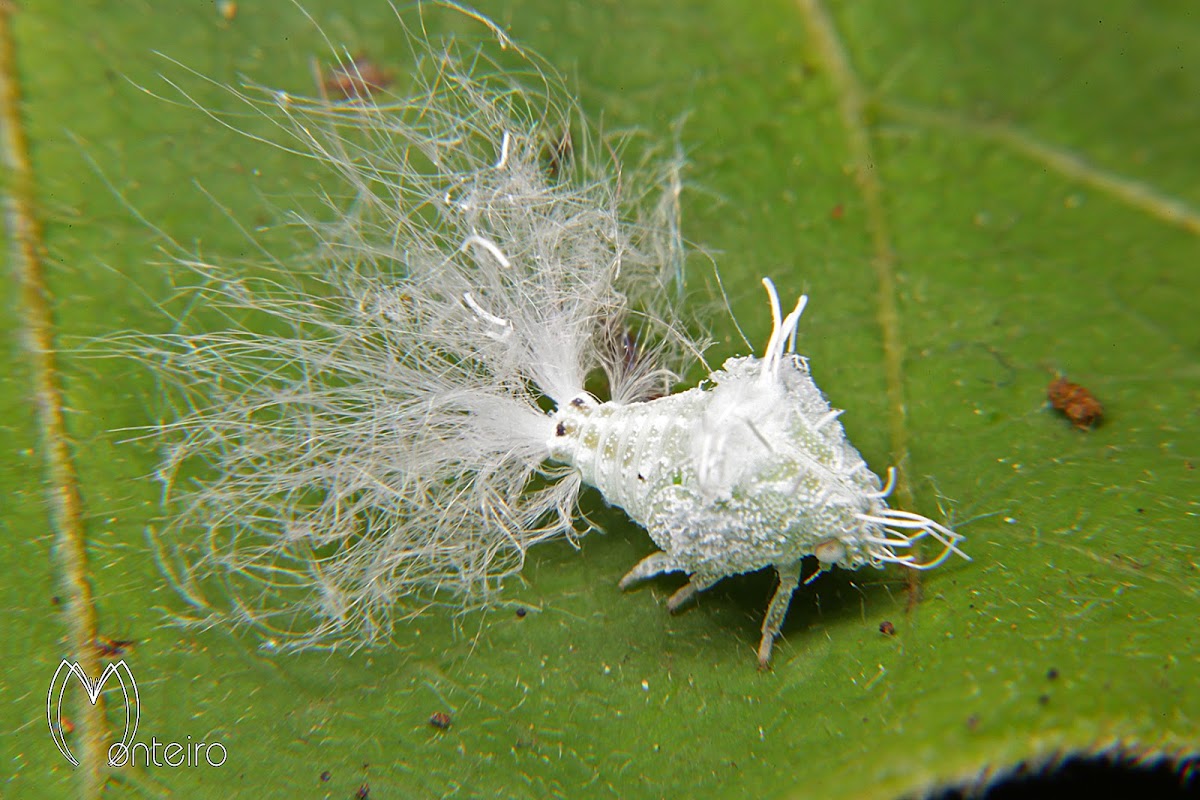 Leafhopper nymph