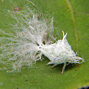 Leafhopper nymph