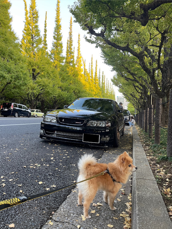チェイサーのいぬチューン・犬tune・ポメラニアン・最近のあれこれ・純正色に関するカスタム事例の投稿画像3枚目