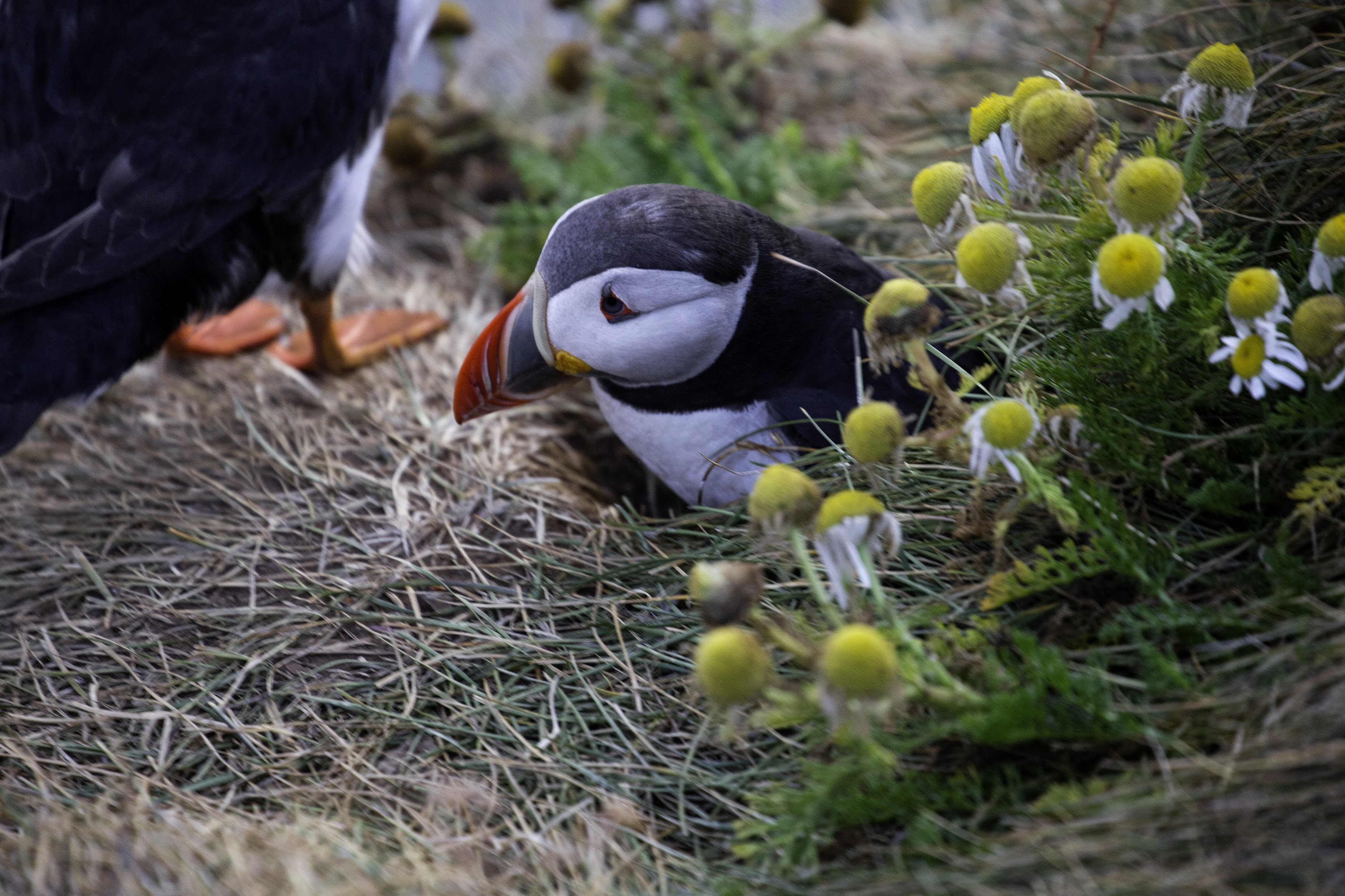 Исландия - родина слонов (архипелаг Vestmannaeyjar, юг, север, запад и Центр Пустоты)