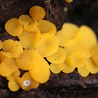 Yellow Fairy Cups