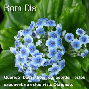 Bom dia flor do dia - náhled