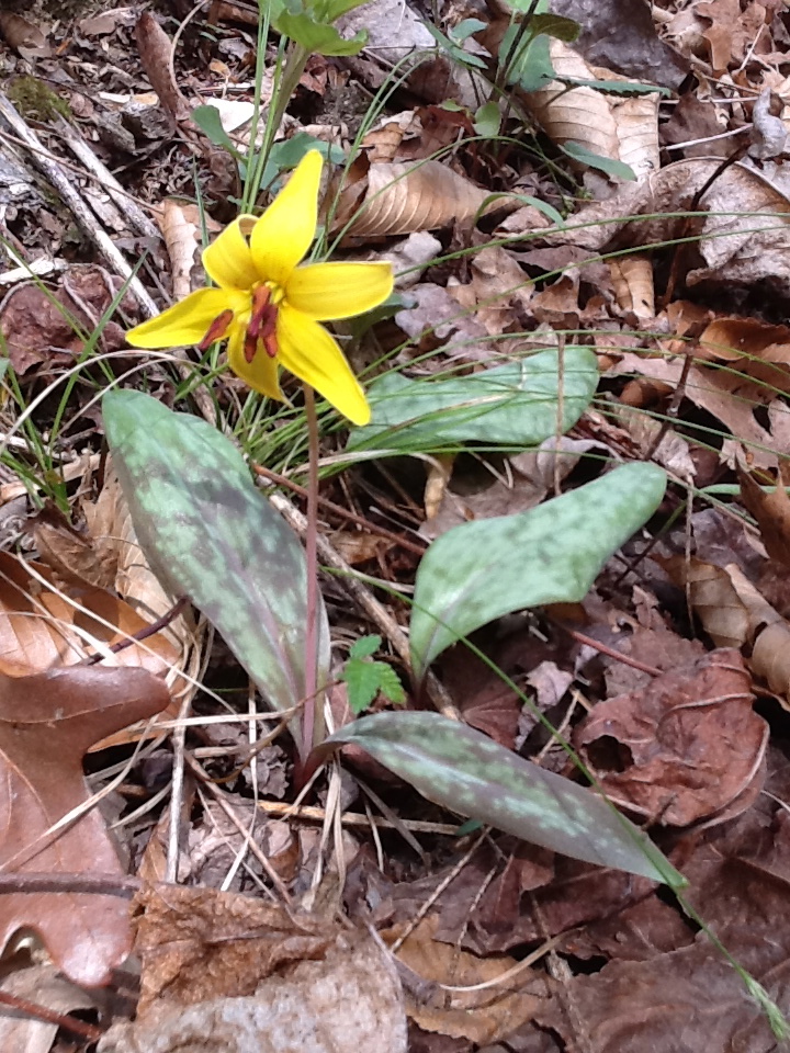 Yellow trout lily