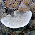 Sea Sponge