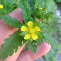 Rough Cinquefoil