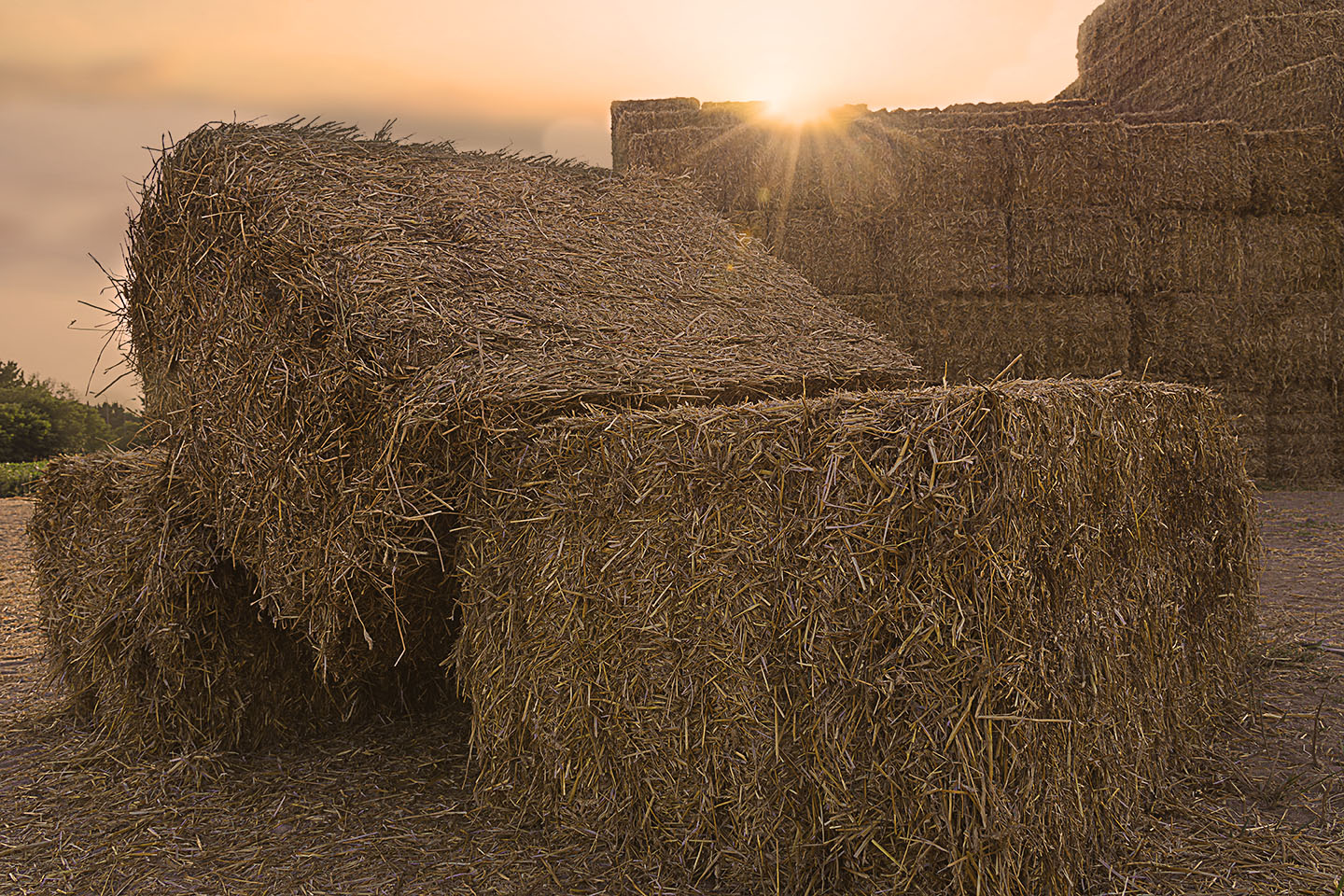 Campo agricolo di Fabio De Vita