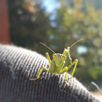 #nofilter #nofilters #insetti #insetto #mantidereligiosa #picoftheday #nature #natura #garden #giardino #insect #insects #instalike #instaday #instadaily #macro #macrophotography #closeup #closeups #instamood #instapic #instacool #igersitalia #igerstoscan di 