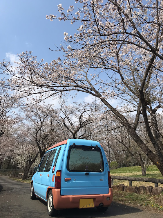 ミニカトッポの医療従事者にエールを❗️・桜とコラボ・ミニカトッポちゃん・猫好き・鬼滅の禰󠄀豆子に関するカスタム事例の投稿画像2枚目