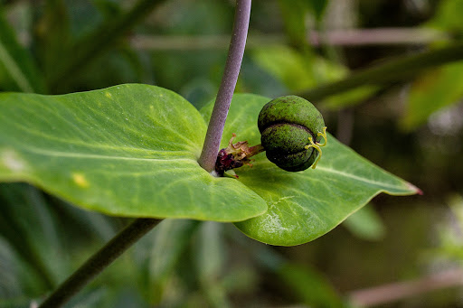 Euphorbia lathyris