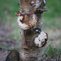 Birch polypore or Razor Strop