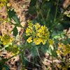 Common wintercress