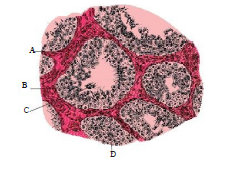 Male reproductive system