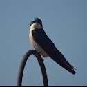 Tree swallow