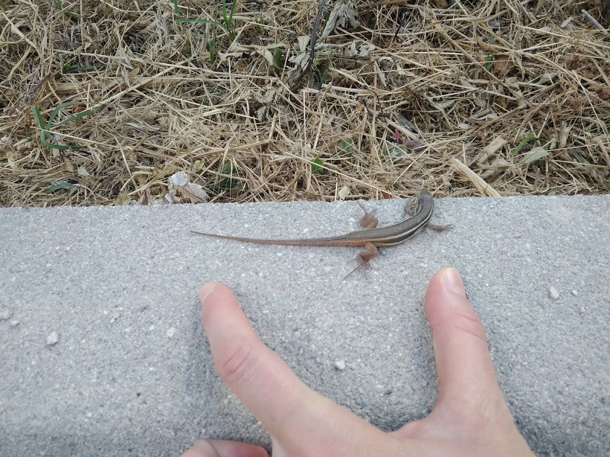 Lagartija colilarga / Algerian sand racer