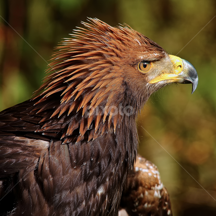 Steppe eagle (Aquila nipalensis) by Gérard CHATENET - Animals Birds