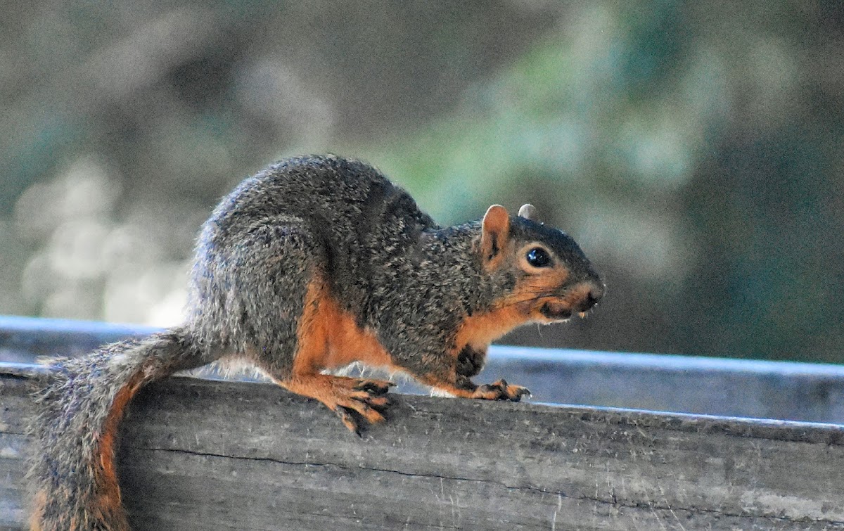 Fox squirrel